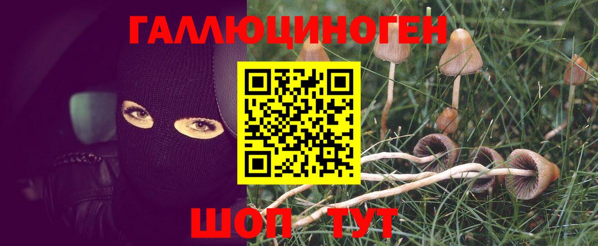 Псилоцибиновые грибы Psilocybine cubensis Ейск